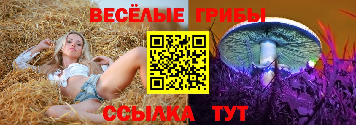 Псилоцибиновые грибы Psilocybine cubensis Мурманск